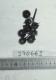 Click for 1 image(s) for this accession. FRUIT